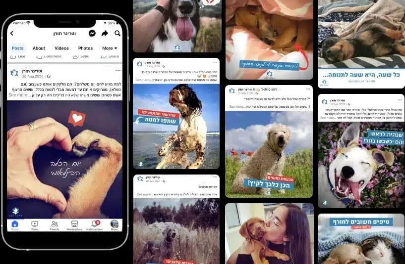 ווטרינר תורן